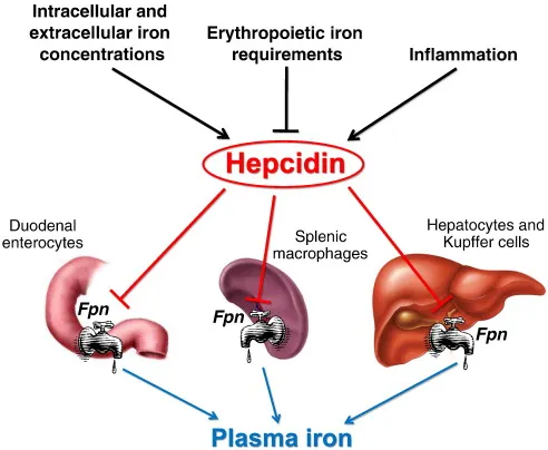 Hepcidin regulation of ferroportin and plasma iron