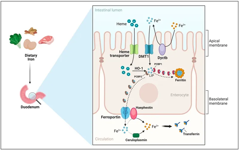 Iron absorption and transport in enterocyte