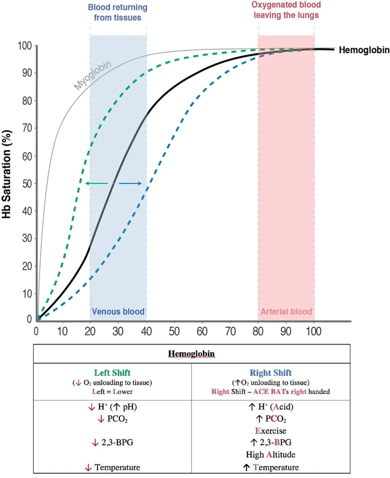 Oxygen-Hemoglobin Dissociation Curve Shifts
