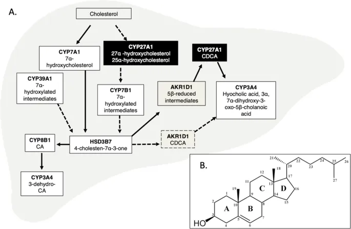Bile acid synthesis pathway diagram