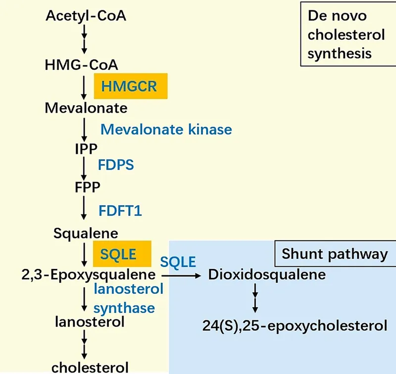 Cholesterol Biosynthesis Pathway