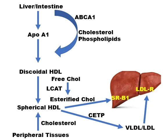HDL Cholesterol Metabolism and Transport