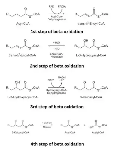 Beta-oxidation spiral: 4 steps, enzymes, products