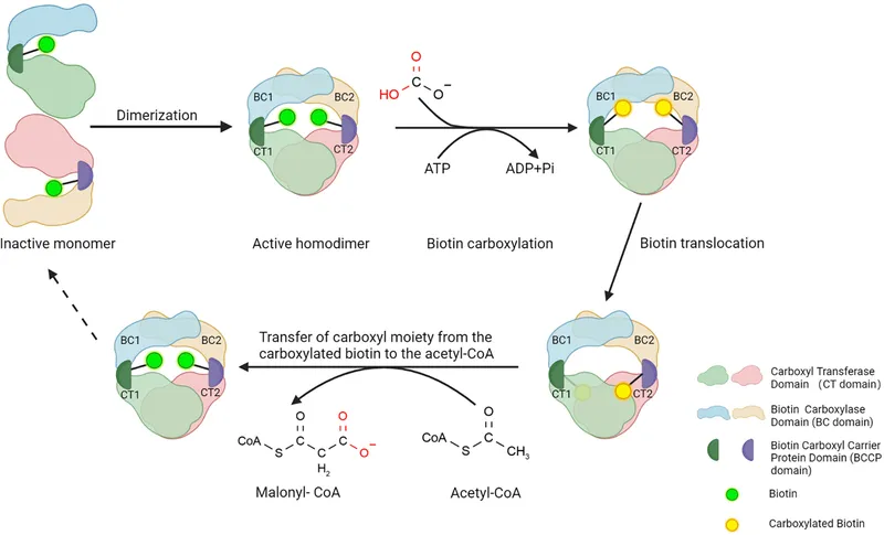 Acetyl-CoA Carboxylase mechanism