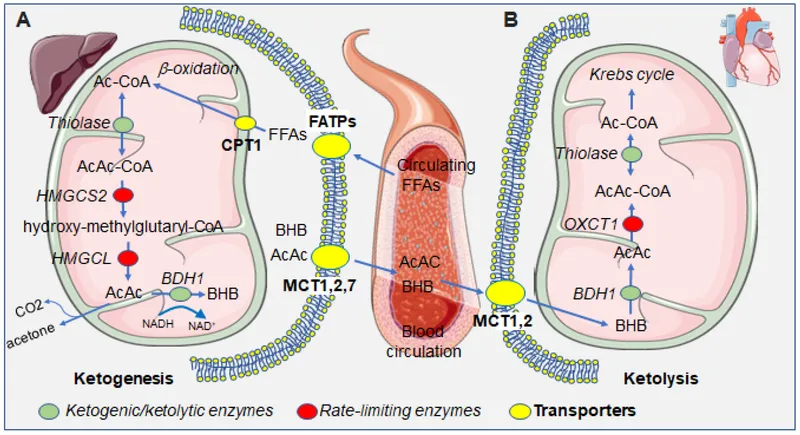Ketogenesis and Ketolysis Pathways