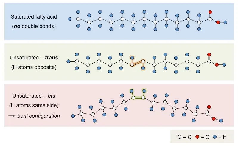 Saturated vs Unsaturated Fatty Acids