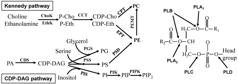 Glycerophospholipid synthesis pathways