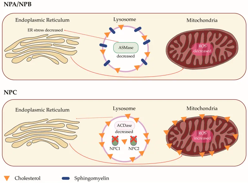Niemann-Pick Disease Cellular Pathology