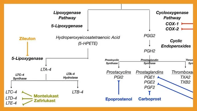 Eicosanoid Synthesis Pathways and Inhibitors