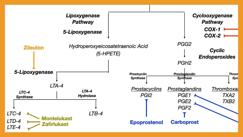 Arachidonic acid metabolism: COX and LOX pathways
