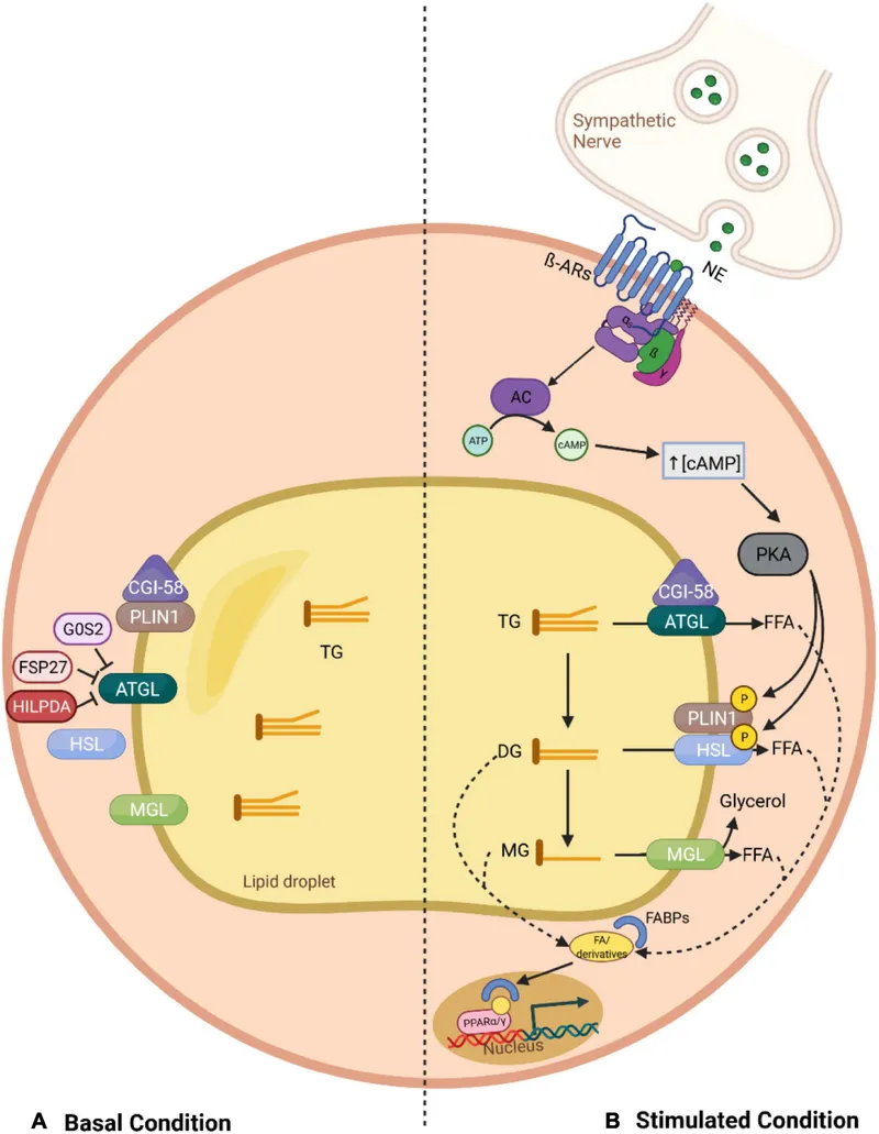Hormonal regulation of adipose tissue lipolysis