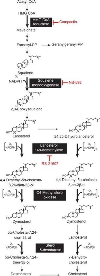 Cholesterol synthesis pathway and regulation