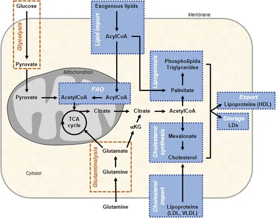 Lipid, cholesterol, and lipoprotein metabolic pathways