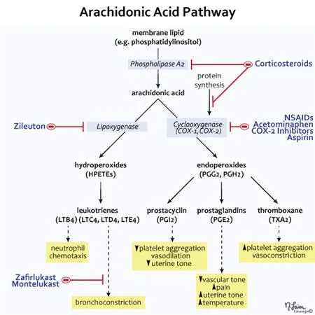 Arachidonic Acid Pathway & Pharmacologic Inhibition