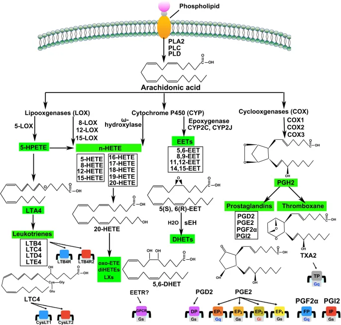 Eicosanoid synthesis pathways and receptor interactions