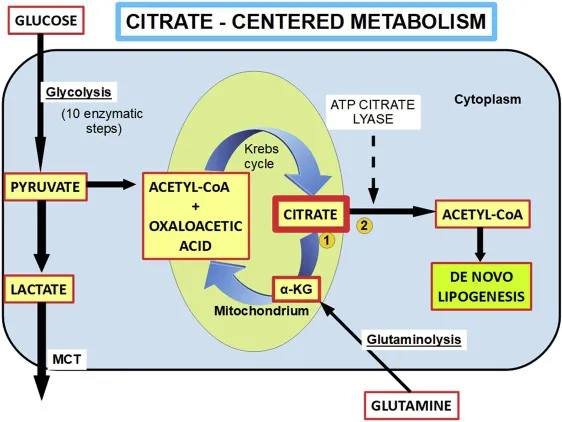 Citrate shuttle and de novo lipogenesis