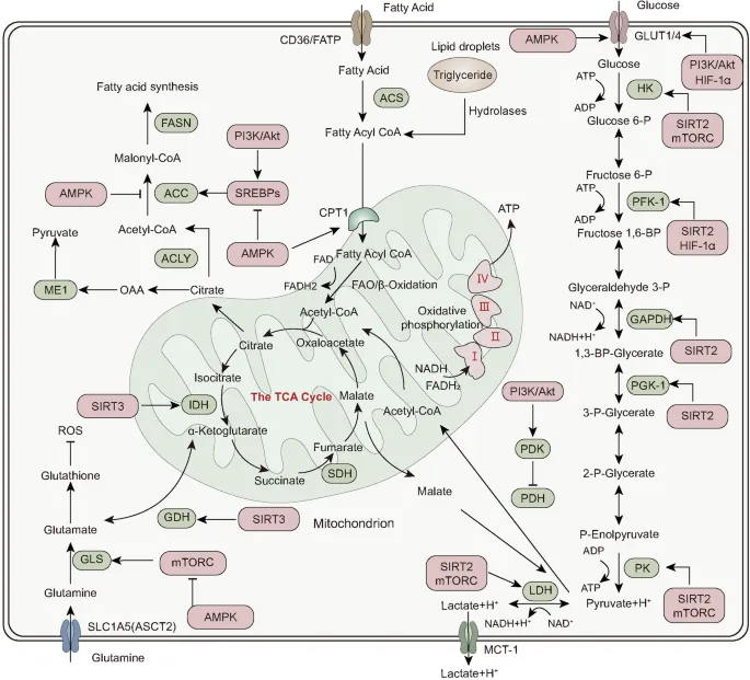 Fatty Acid Synthesis and Related Metabolic Pathways