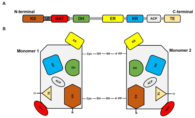 Human Fatty Acid Synthase (FAS) complex domain organization