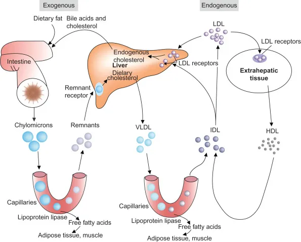 Lipoprotein Metabolism: Exogenous and Endogenous Pathways