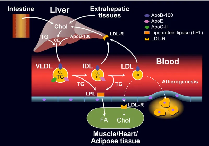 Endogenous Lipoprotein Metabolism: VLDL, IDL, LDL Pathway
