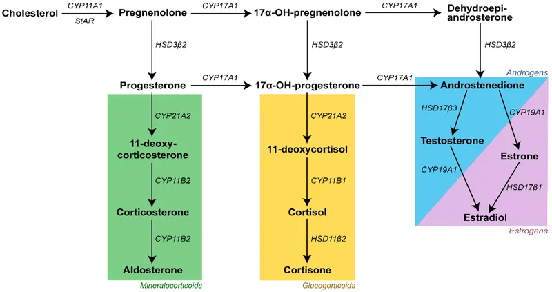 Steroid hormone synthesis pathway