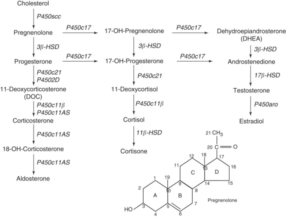 Steroid Hormone Synthesis Pathway with Key Enzymes