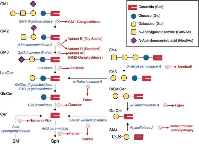 Sphingolipidosis metabolic pathway with enzyme deficiencies