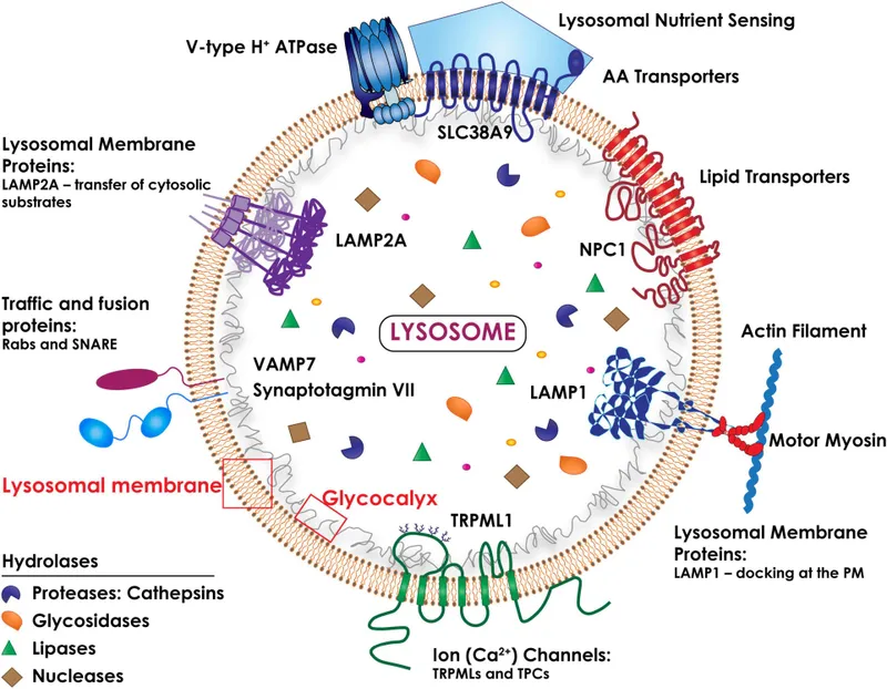 Lysosome structure: membrane, pumps, hydrolases, and LAMPs