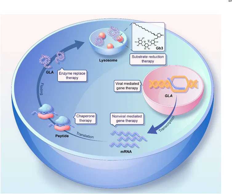 Lysosomal storage disease therapies: ERT, SRT, chaperones
