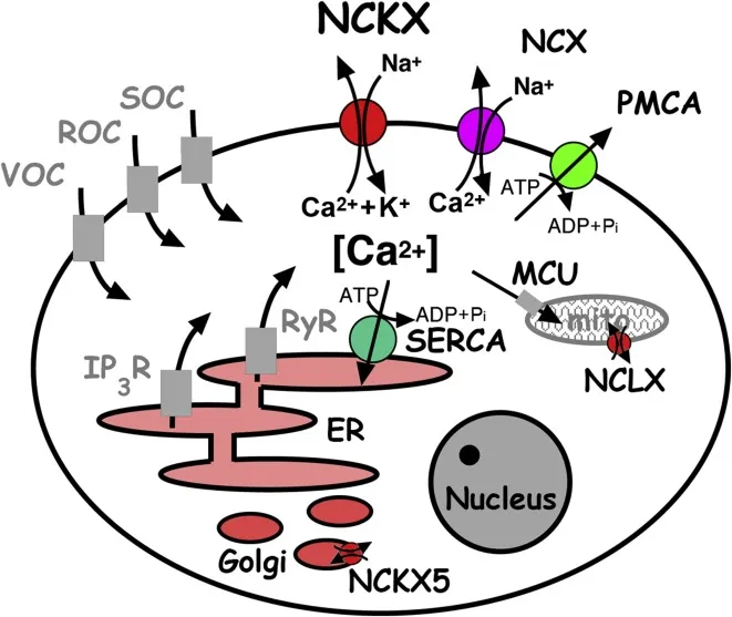 Cellular calcium transport mechanisms