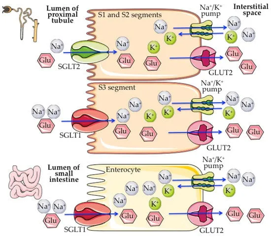 Glucose transport in kidney and small intestine