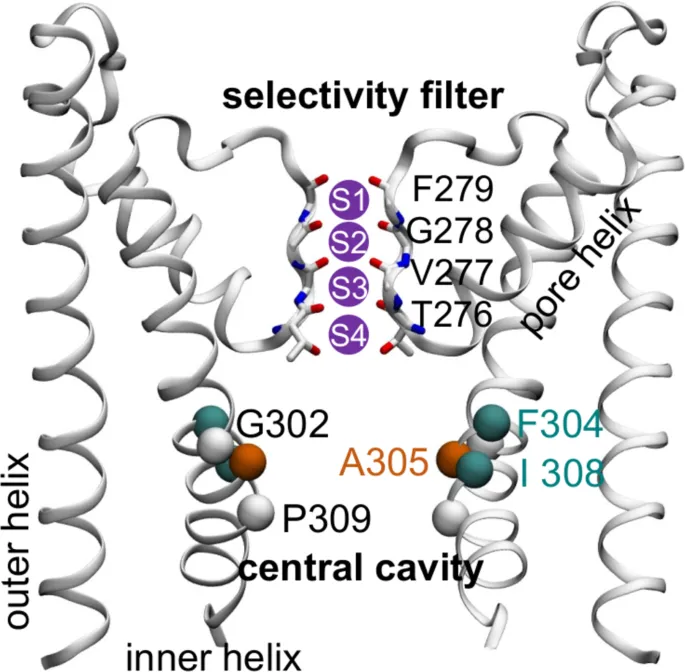 Ion Channel Selectivity Filter and Central Cavity