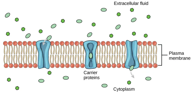 Carrier protein mechanism