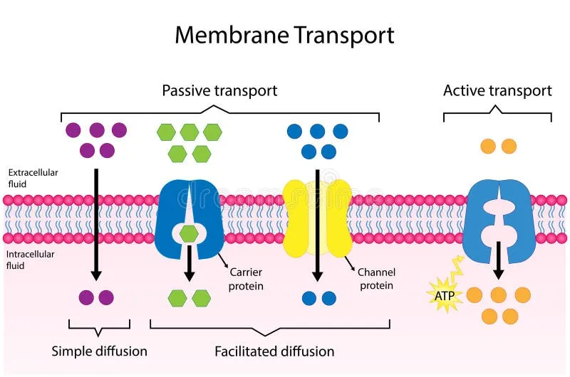 Membrane transport: simple, facilitated, and active