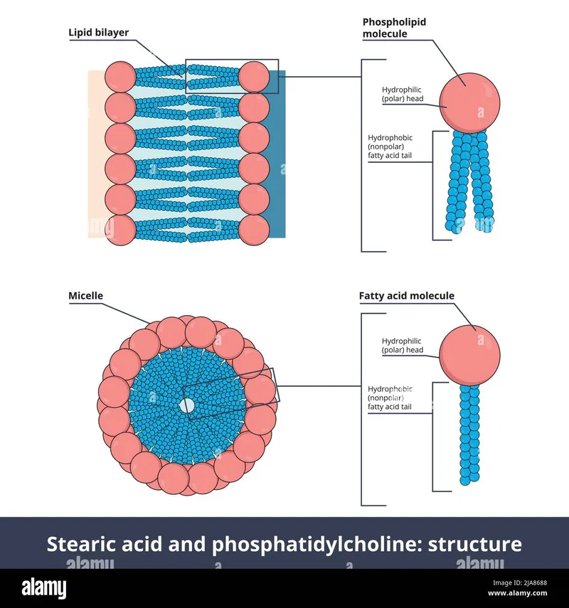 Lipid bilayer and micelle structure