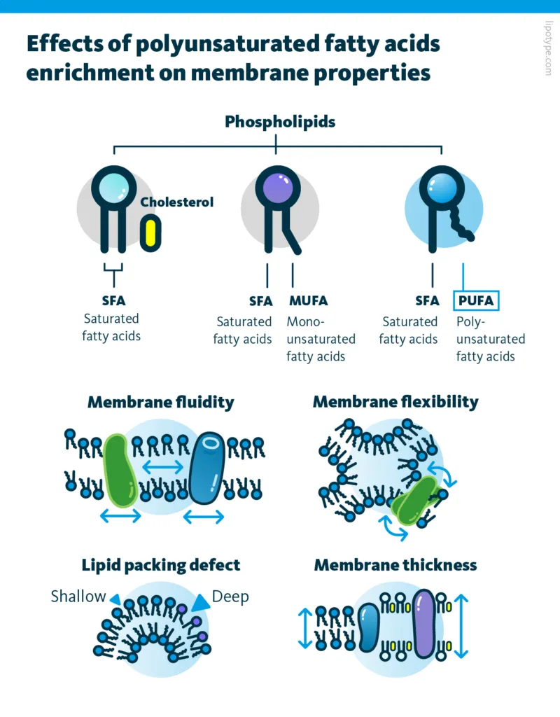 Polyunsaturated fatty acids effects on membrane properties