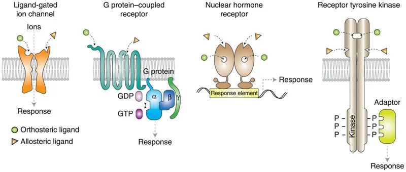 Membrane receptors and signal transduction