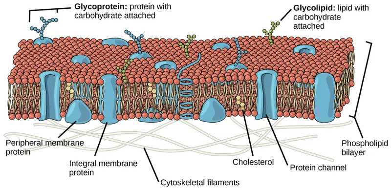 Fluid Mosaic Model of Cell Membrane
