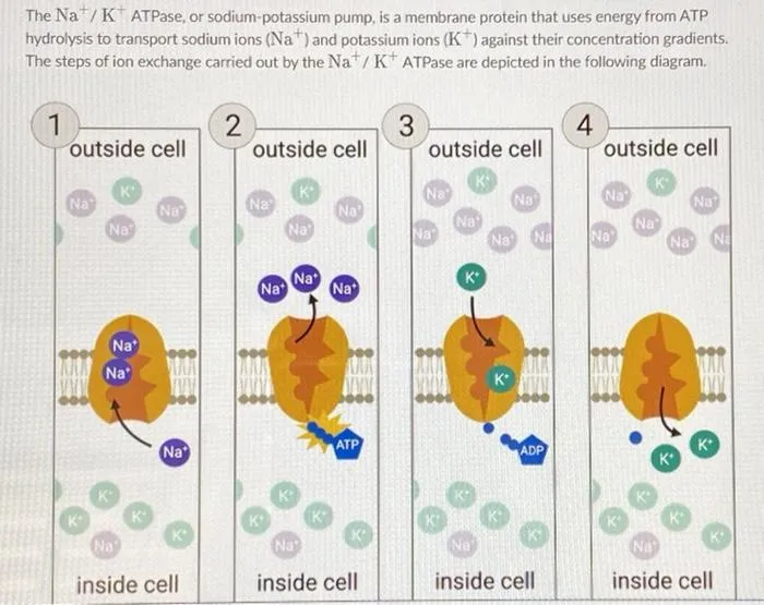 Na+/K+ ATPase mechanism: 3 Na+ out, 2 K+ in, ATP