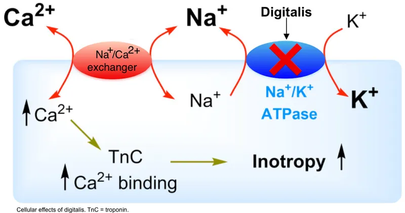 Digitalis effect on Na/K ATPase and cardiac inotropy