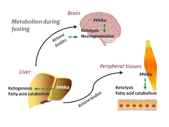 Ketone body metabolism during fasting