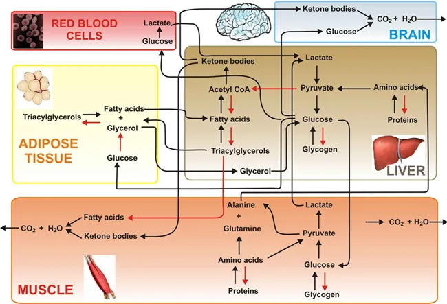 Metabolic Integration: Brain Metabolism and Ketone Bodies
