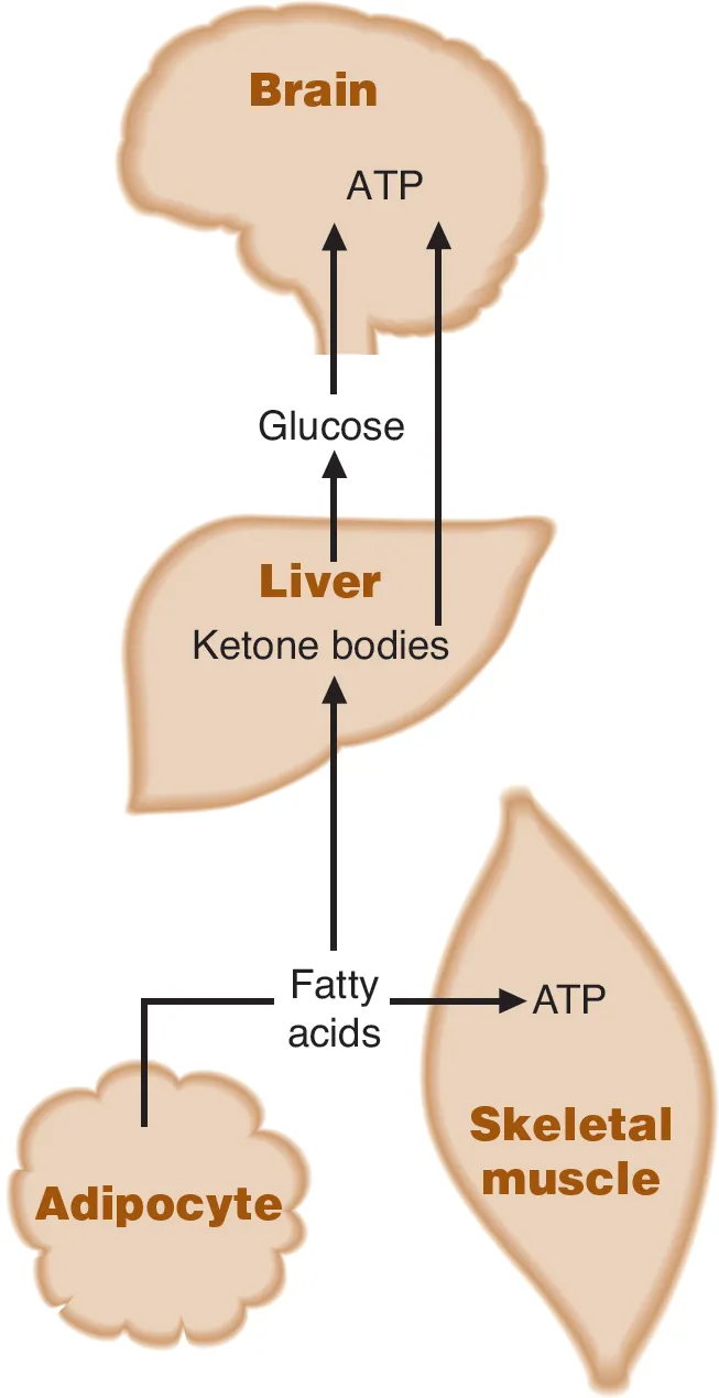 Fuel mobilization during fasting