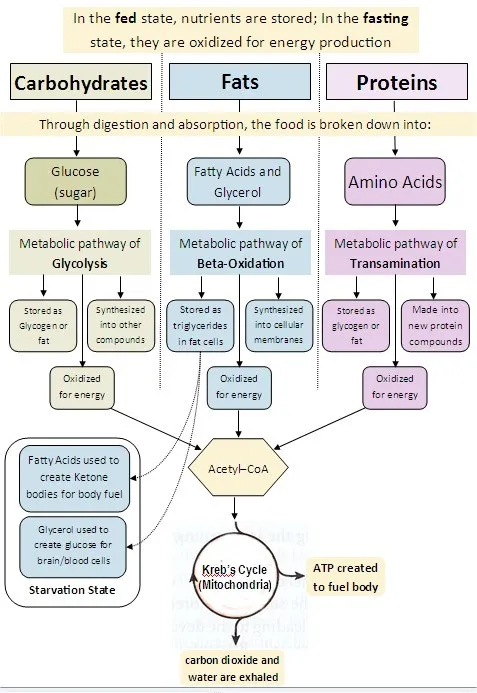 Metabolic pathways in fed, fasting, and starvation states