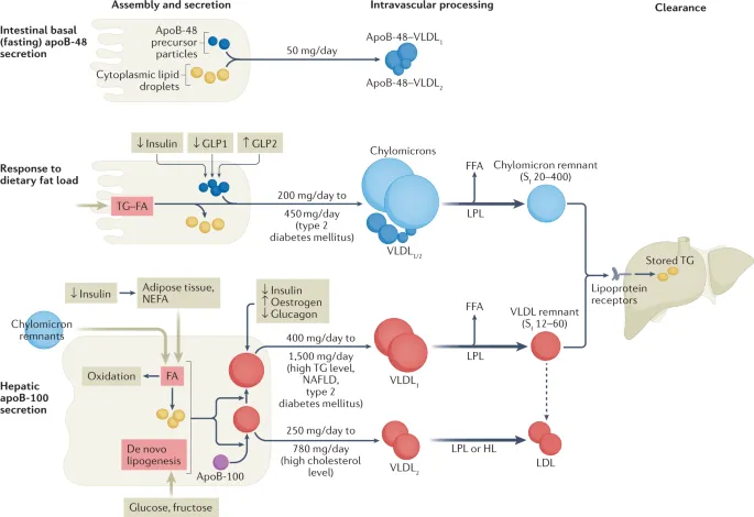 Fed state lipid metabolism: chylomicron and VLDL processing