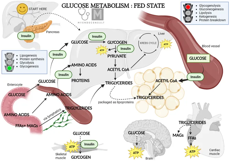 Glucose Metabolism in the Fed State