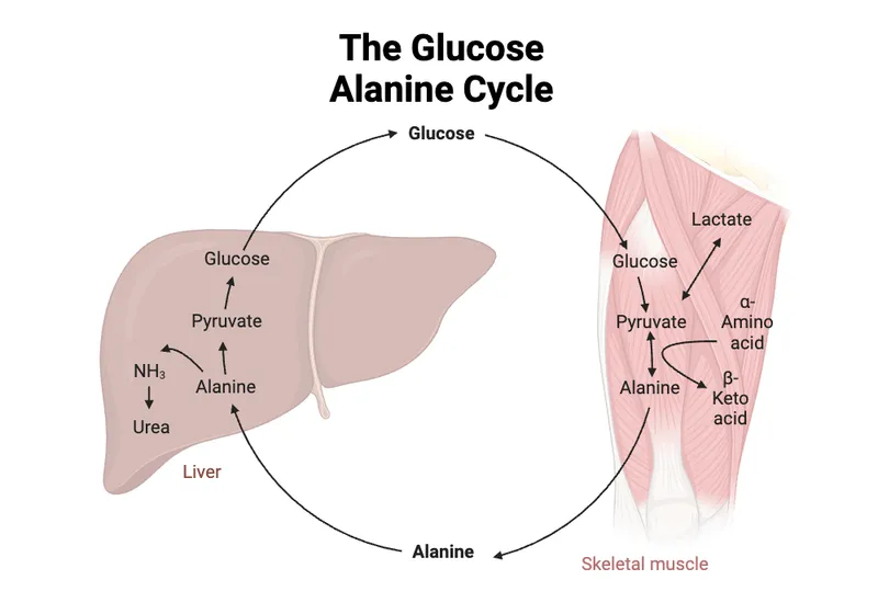 Glucose-Alanine Cycle: Liver and Muscle Metabolism