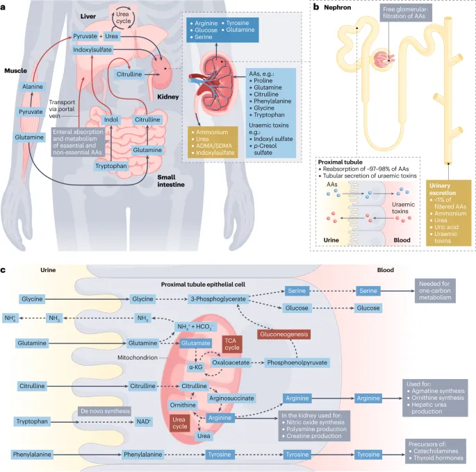 Interorgan Amino Acid Metabolism & Renal Handling