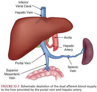 Liver dual blood supply: portal vein and hepatic artery