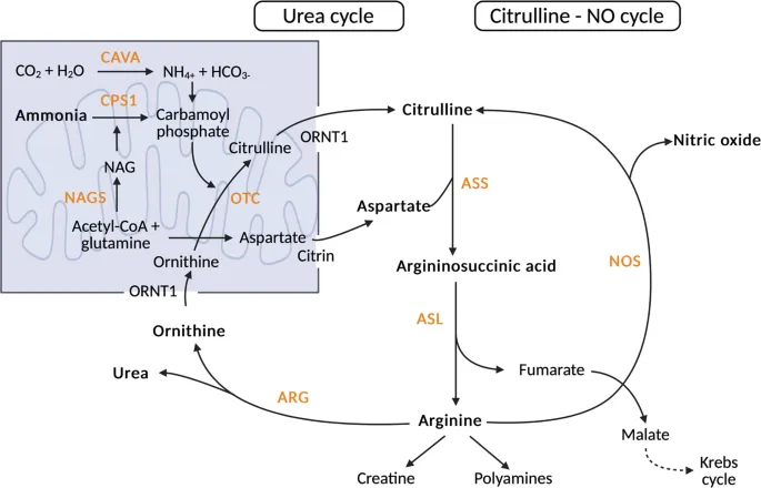Urea Cycle Diagram with NAG Regulation